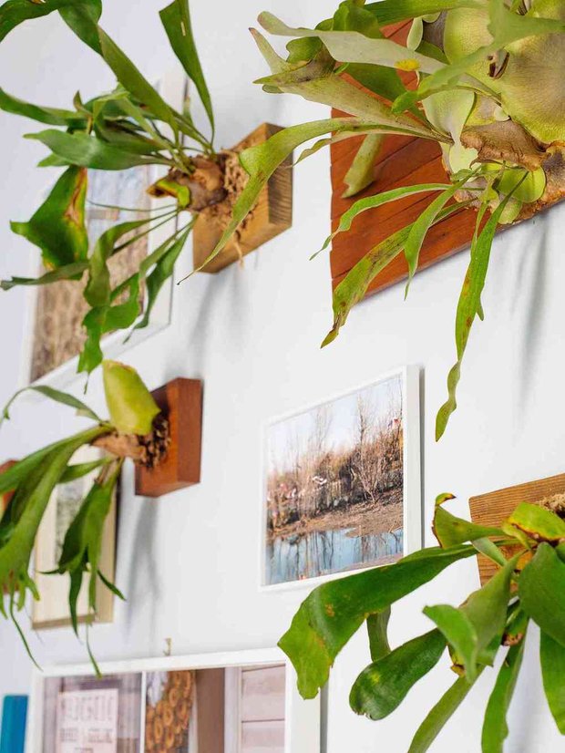 Фотография:  в стиле , Декор интерьера, растения в интерьере, растения – фото на INMYROOM