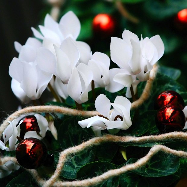 Фотография:  в стиле , Советы, Мария Зайцева, цветочные декорации к Новому году, новогодние цветы – фото на INMYROOM