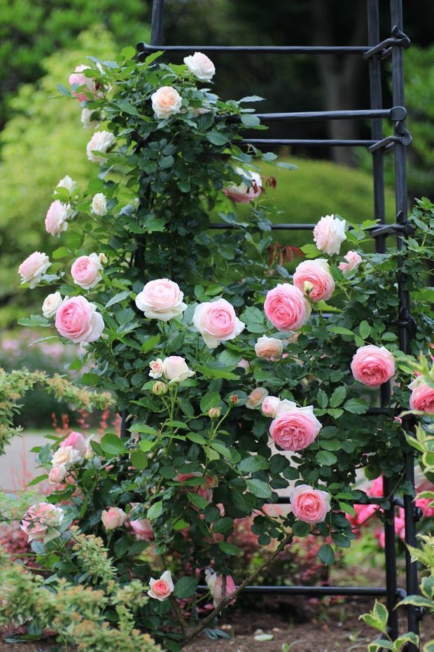 Фотография: Флористика в стиле , Советы, Derevo Park, как выбрать растения для сада, растения – фото на INMYROOM