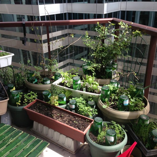 Фотография:  в стиле , Балкон, Советы, Зеленый, Оксана Шабалина, овощи на балконе, сад пряных трав на балконе, вертикальное озеленение, что выращивать в тени, огород на балконе, мини-огород на балконе – фото на INMYROOM