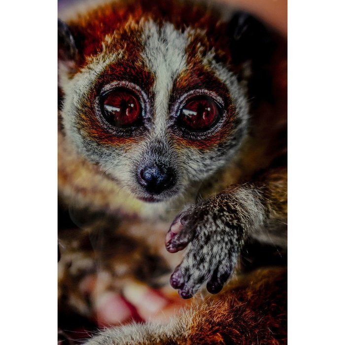 Картина Lemur, коллекция Лемур