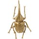 Украшение настенное Herkules Beetle золотого цвета